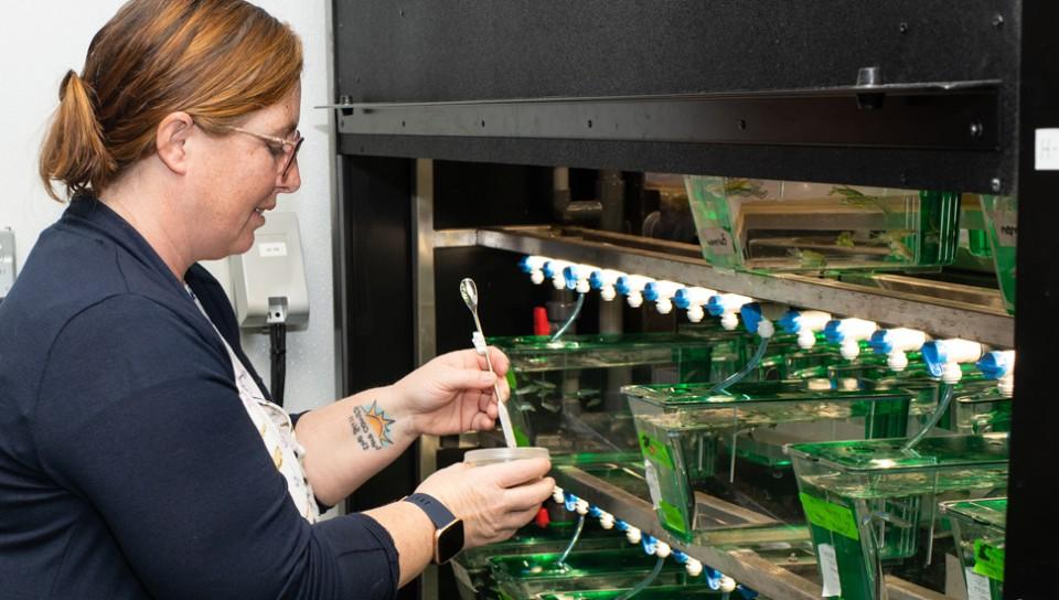 A faculty member working on a row of zebrafish tanks